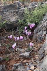 Cyclamen graecum graecum