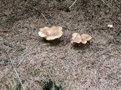 Suillus bovinus