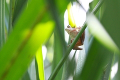 Polypedates leucomystax