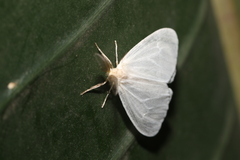 Marblepsis melanocraspis