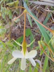 Pelargonium elongatum