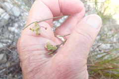 Centella macrocarpa