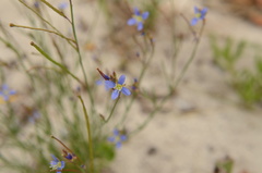 Heliophila adpressa