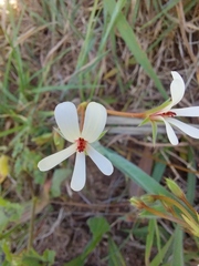 Pelargonium elongatum