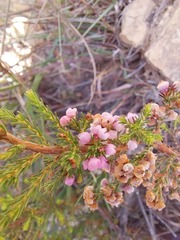 Erica mauritanica