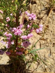 Erica mauritanica