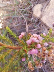 Erica mauritanica