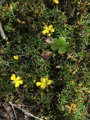 Hibbertia acicularis