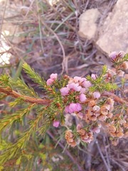Erica mauritanica