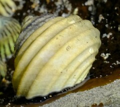 Austrocochlea constricta