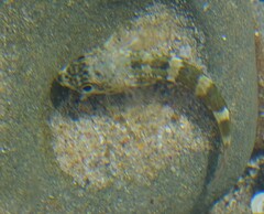 Bovichtus angustifrons
