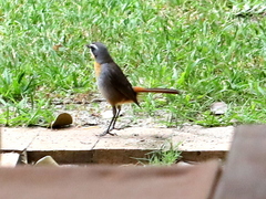 Cossypha caffra caffra