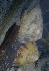 Cellana tramoserica