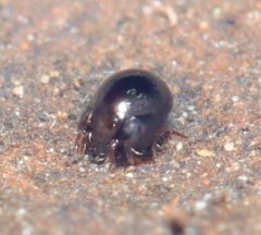 Galumnidae
