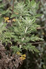 Artemisia afra