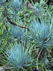 Senecio vitalis