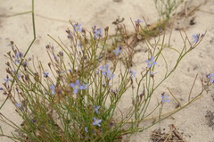 Heliophila adpressa