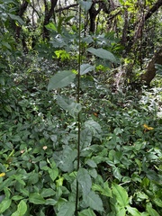 Magnoliopsida