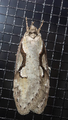 Semioscopis packardella