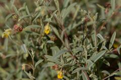 Hermannia lavandulifolia