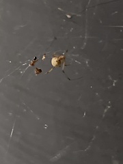 Latrodectus geometricus