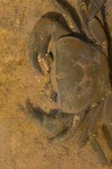 Potamonautes barnardi