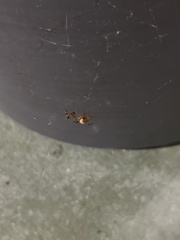 Latrodectus geometricus