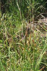 Philydrum lanuginosum