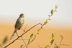 Prinia maculosa