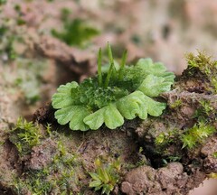 Anthoceros agrestis