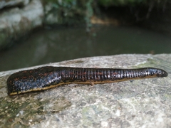 Hirudo verbana
