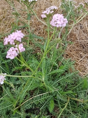 Achillea roseo-alba
