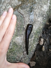 Hirudo verbana