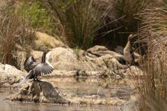 Phalacrocorax carbo lucidus
