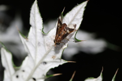 Tabanidae