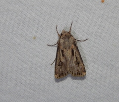 Agrotis spinifera