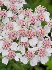 Achillea roseo-alba