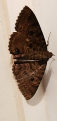 Speiredonia spectans