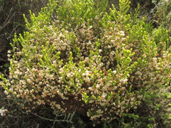 Erica formosa