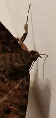 Speiredonia spectans
