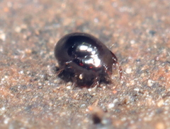 Galumnidae