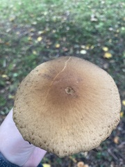 Agaricus