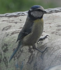 Cyanistes caeruleus