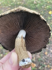 Agaricus