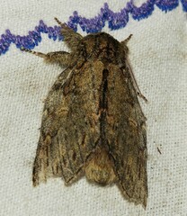 Peridea anceps