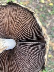 Agaricus
