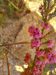 Erica mauritanica