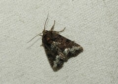 Oligia strigilis