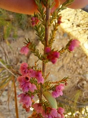 Erica mauritanica