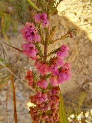 Erica mauritanica